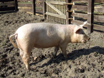schwein