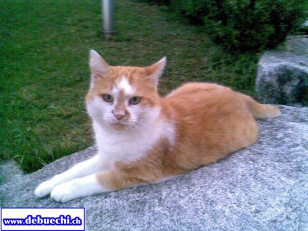 sirakatze