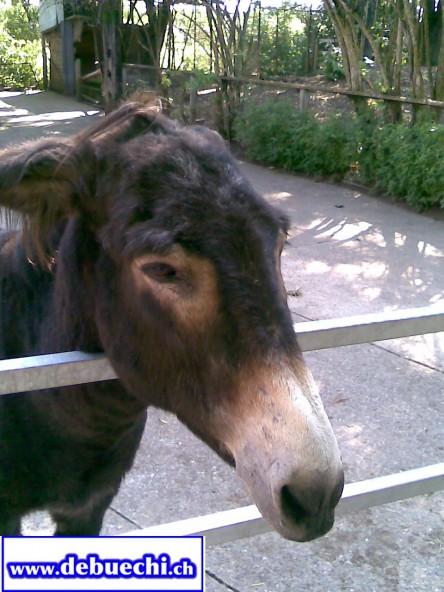 zoohaselbesuchesel